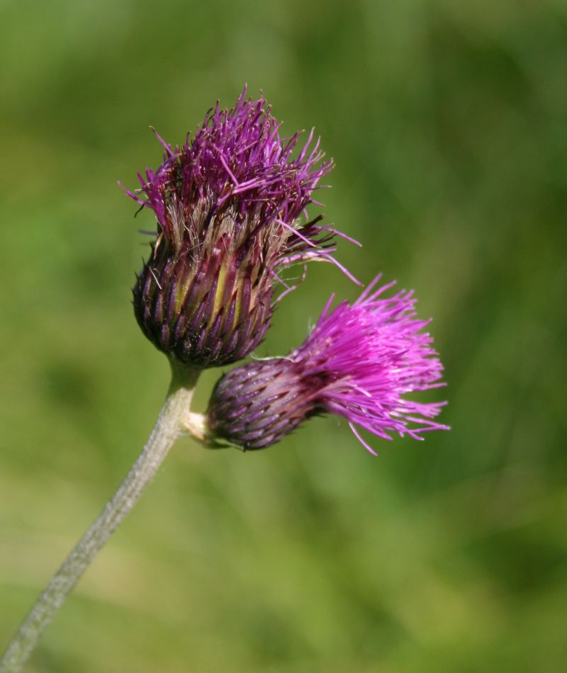 Cirsium rivulare (alternate view 12)