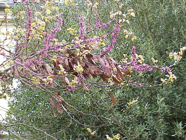 Cercis siliquastrum (Judas-tree)