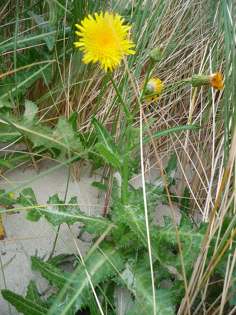 Sonchus arvensis (marsh sow thistle) (alternate view 6)