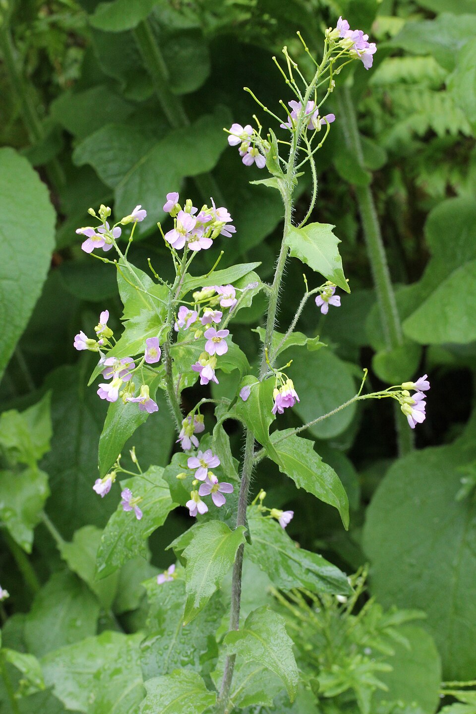 Arabidopsis (alternate view 3)