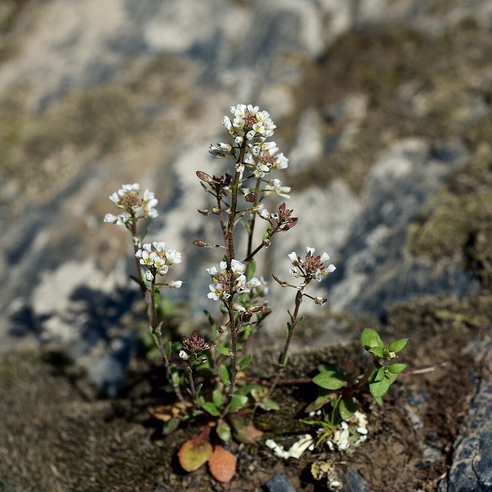 Draba (Drabas) (alternate view 6)