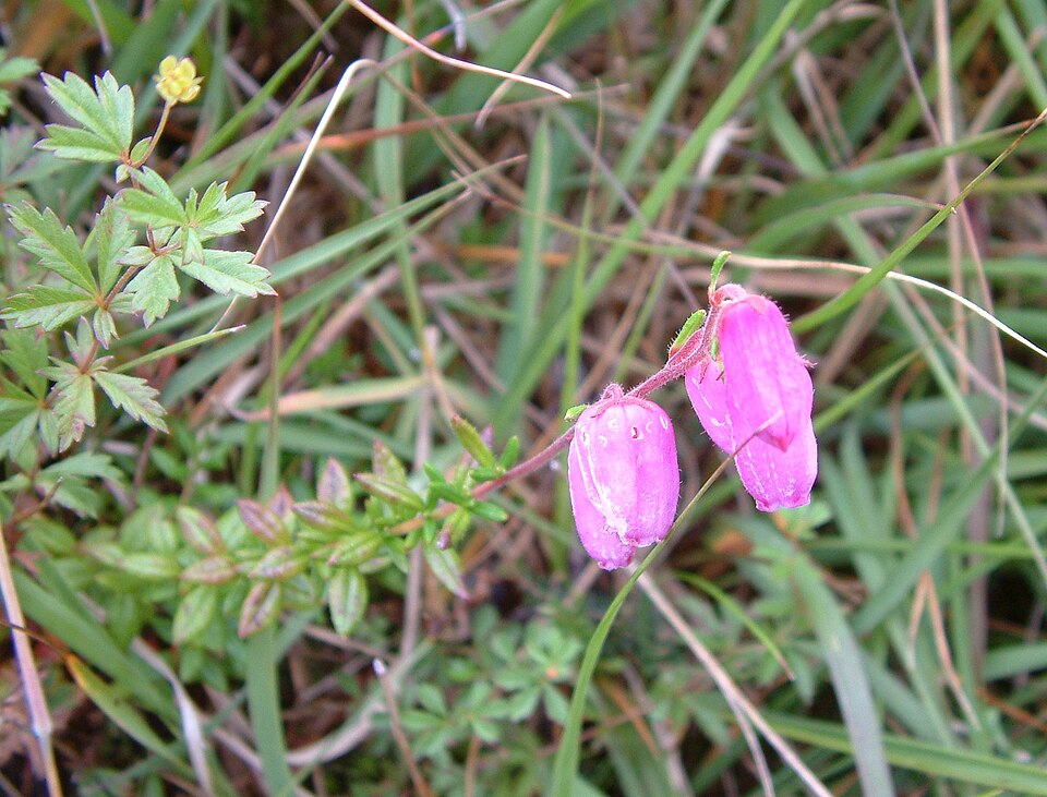Daboecia cantabrica (Irish Heath) (alternate view 11)