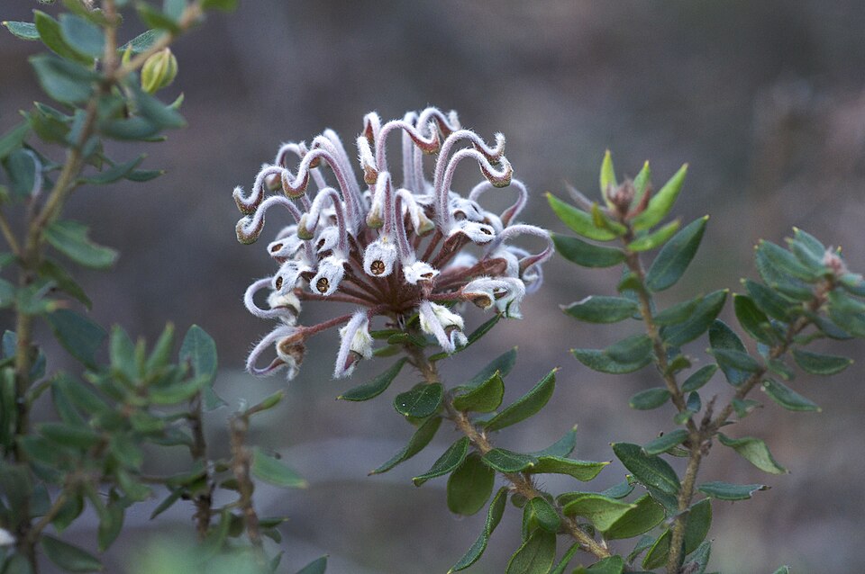Grevillea buxifolia (Grey Spider Flower) (alternate view 6)