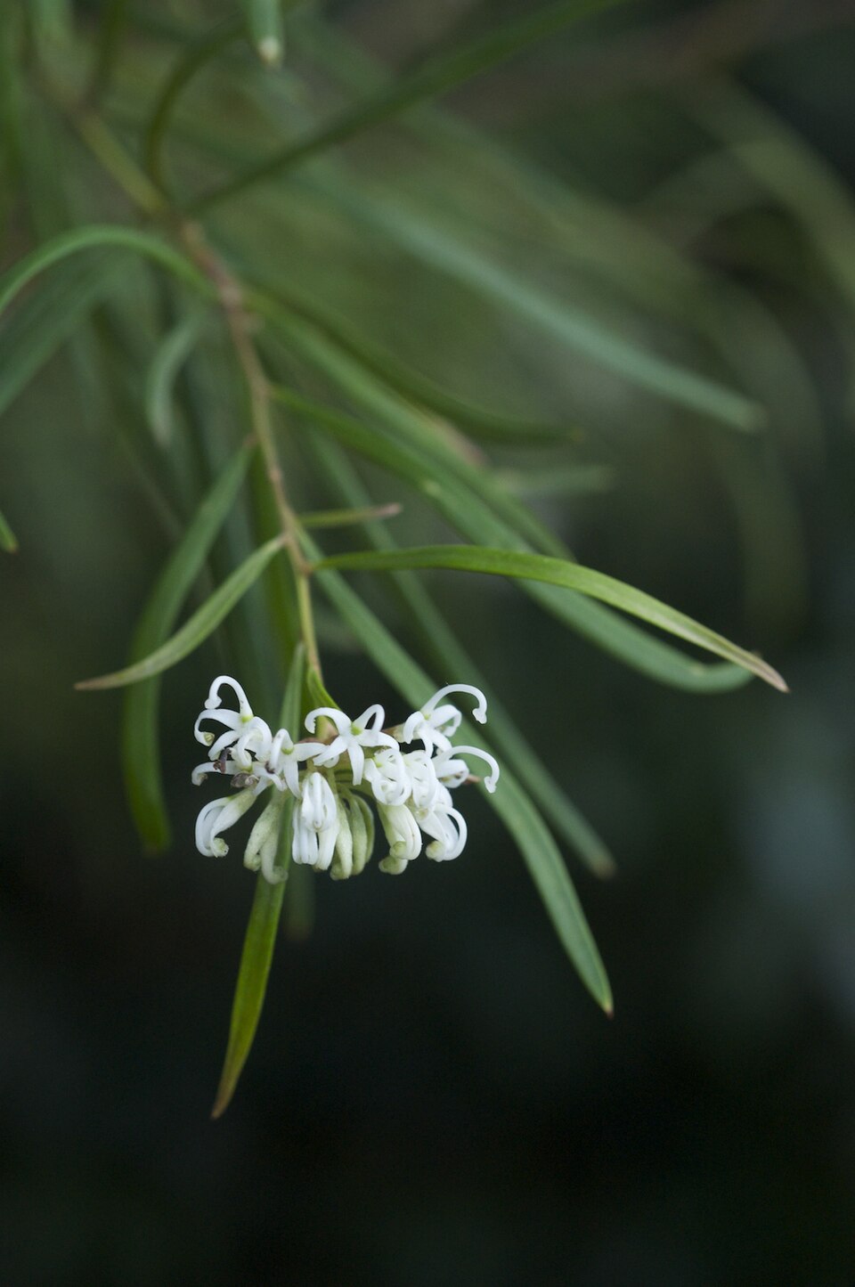 Grevillea linearifolia (White Spider Flower) (alternate view 6)