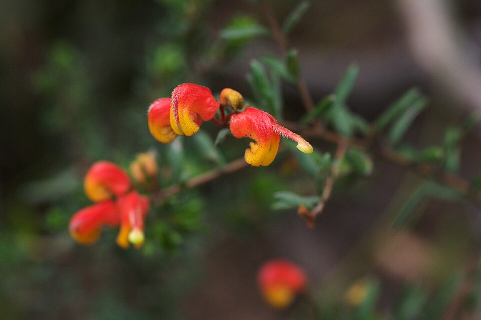 Grevillea alpina (Mountain Grevillea) (alternate view 7)