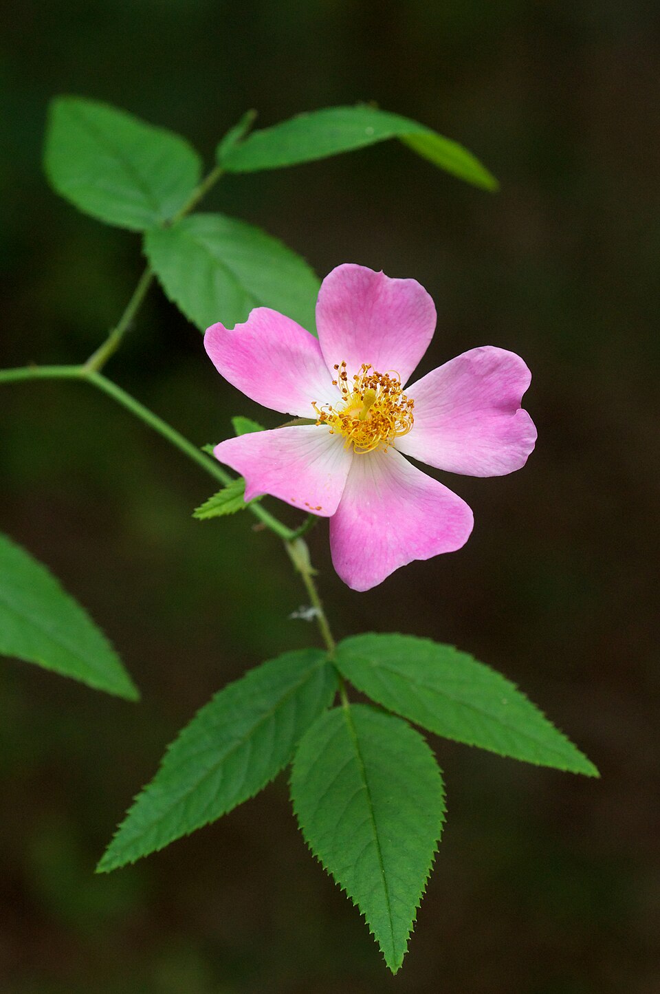 Rosa setigera (climbing prairie rose) (alternate view 9)
