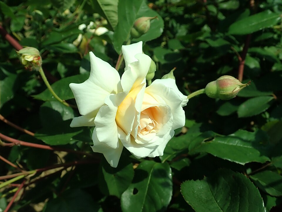 Rosa 'Buff Beauty' (Buff Beauty Rose) (alternate view 4)