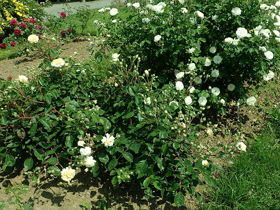 Rosa 'Buff Beauty' (Buff Beauty Rose) (alternate view 5)