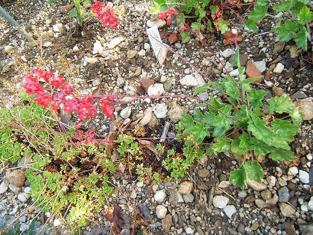 Heuchera sanguinea, Coral bells — mounding evergreen (Saxifragaceae) (image 3 of 10)