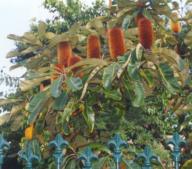 Banksia robur (Swamp Banksia) (alternate view 6)