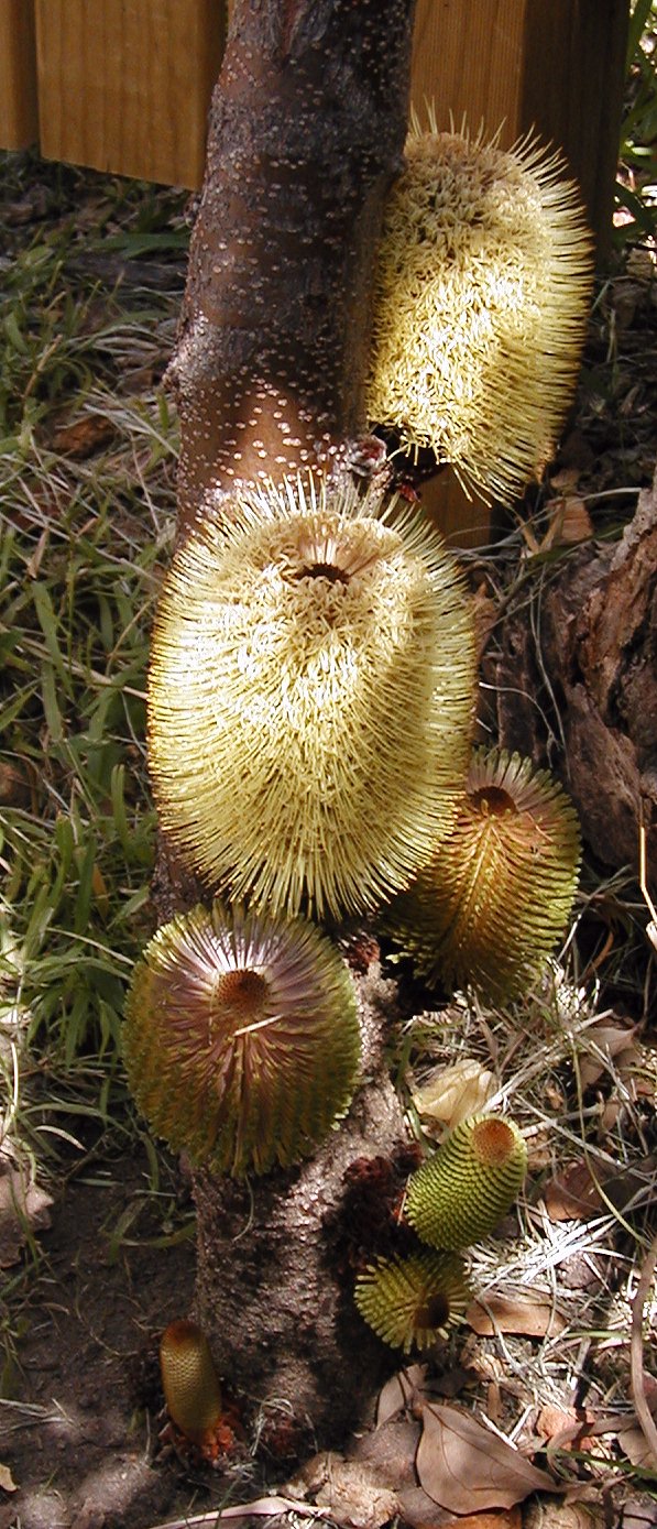 Banksia robur (Swamp Banksia) (alternate view 7)