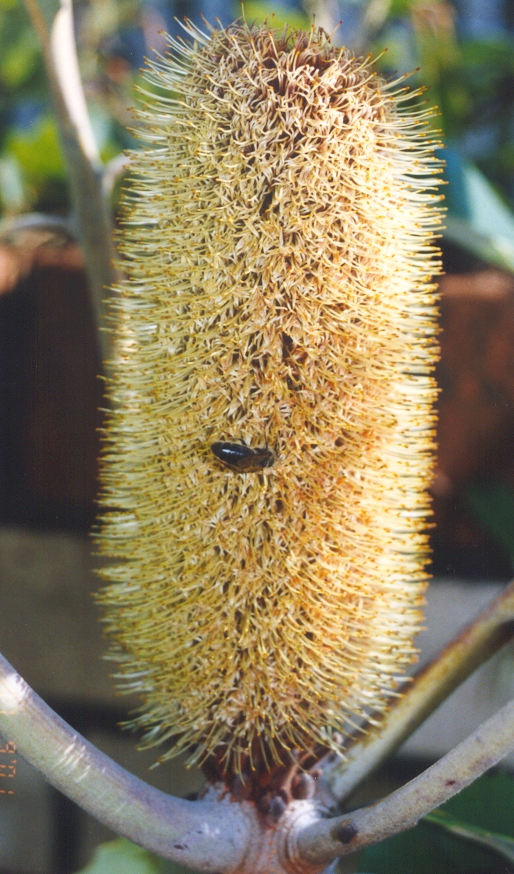 Banksia robur (Swamp Banksia) (alternate view 8)