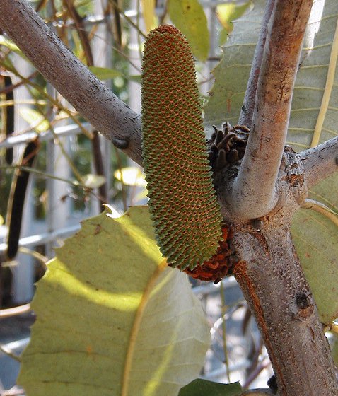 Banksia robur (Swamp Banksia) (alternate view 9)
