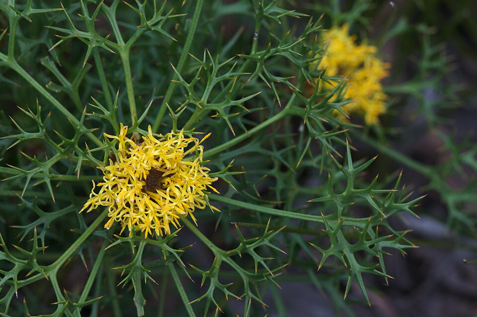 Isopogon ceratophyllus (Horny Cone-bush)