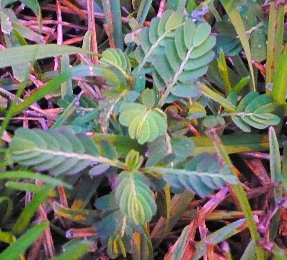 Phyllanthus urinaria (Chamberbitter) (alternate view 6)
