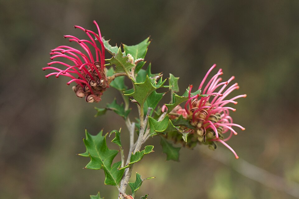 Grevillea aquifolium (variable prickly grevillea) (alternate view 7)