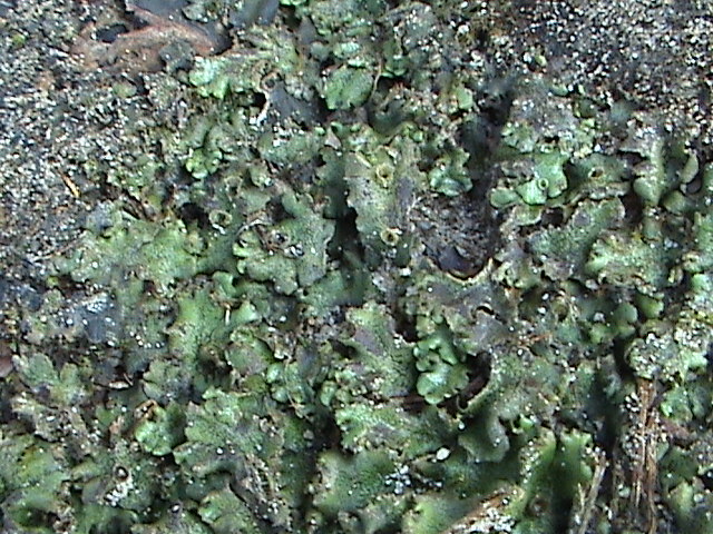 Marchantia polymorpha (Common Liverwort)
