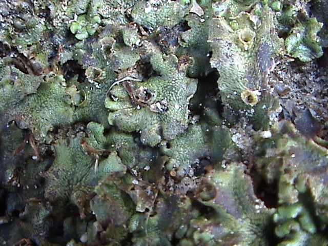 Marchantia polymorpha (Common Liverwort)