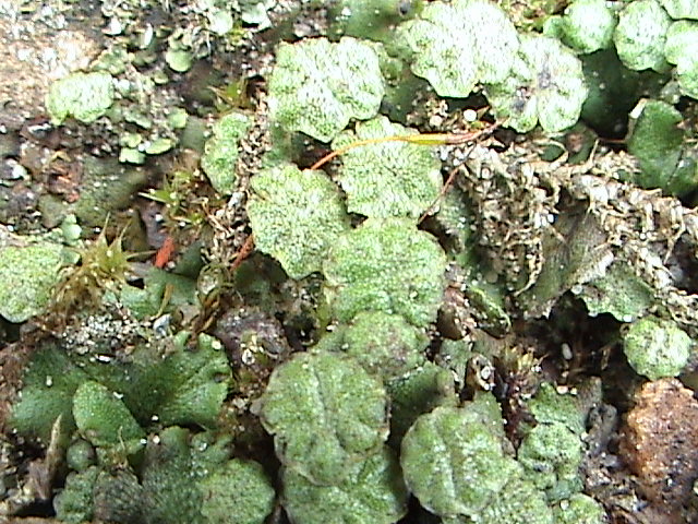 Marchantia polymorpha (Common Liverwort)