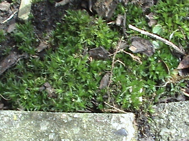 Atrichum undulatum (Catherine's moss)