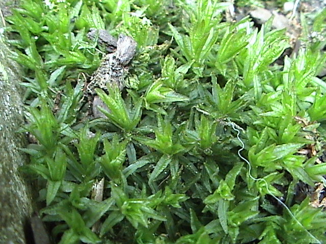 Atrichum undulatum (Catherine's moss)