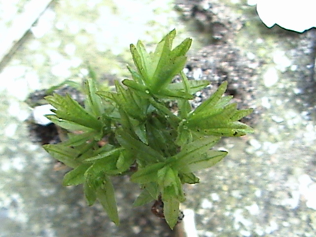 Atrichum undulatum (Catherine's moss)