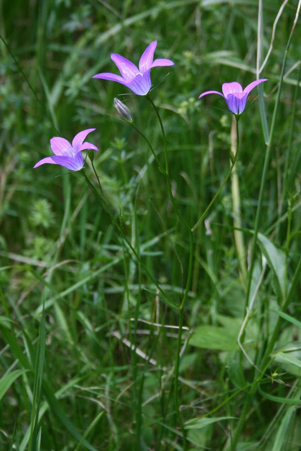 Campanula patula (Spreading Bellflower)