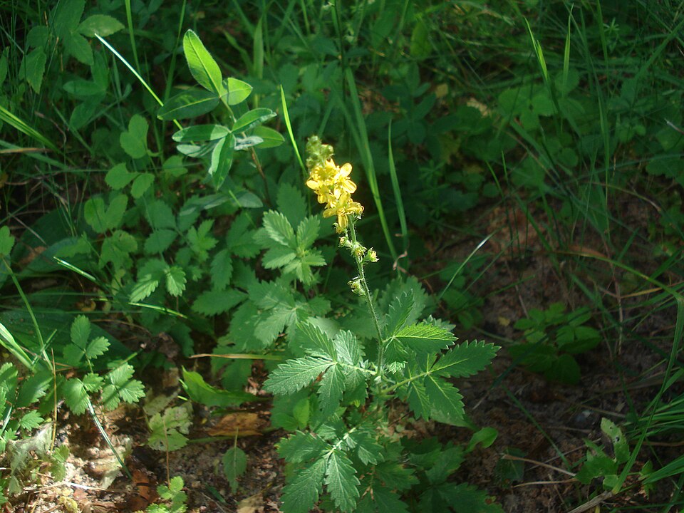 Agrimonia eupatoria (common agrimony)