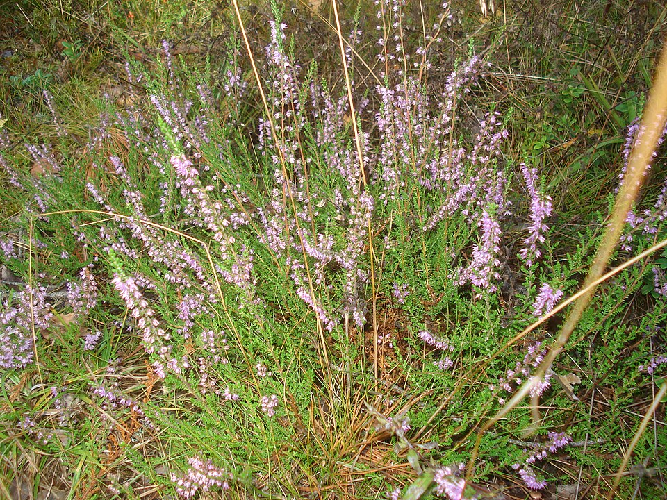 Calluna vulgaris (Scotch Heather) (alternate view 14)