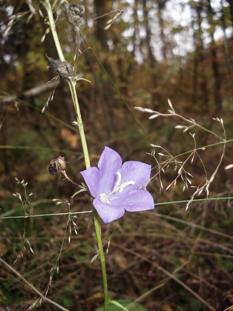 Campanula persicifolia, Peach-leaved bellflower — clumping semi-evergreen (Campanulaceae) (image 5 of 9)