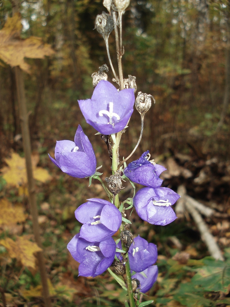 Campanula persicifolia, Peach-leaved bellflower — clumping semi-evergreen (Campanulaceae) (image 6 of 9)