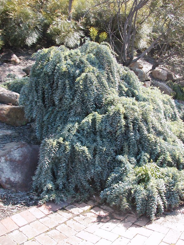 Acacia baileyana (Cootamundra wattle) (alternate view 7)