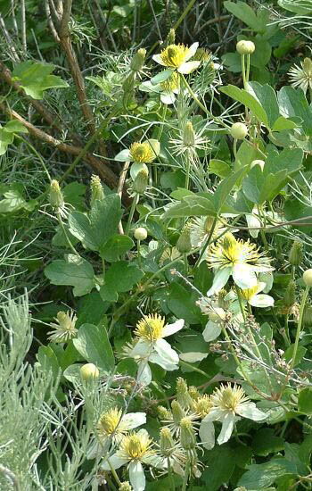 Clematis lasiantha (Pipestem Clematis) (alternate view 8)