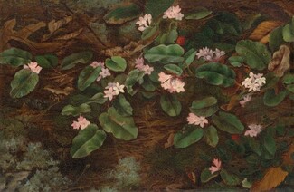 Arbutus (madrones)