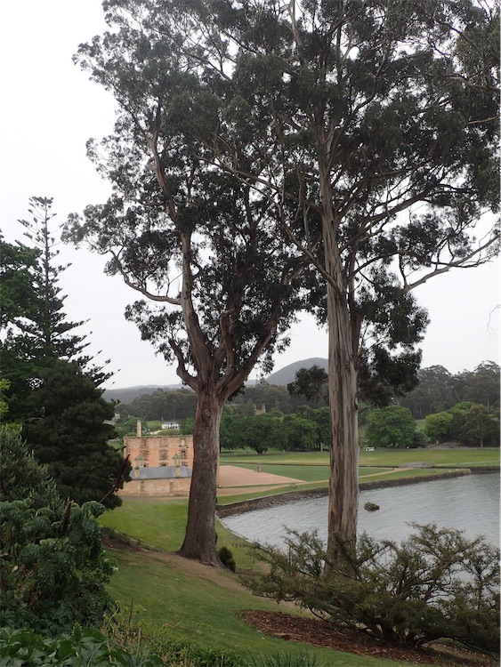 Eucalyptus globulus (Tasmanian Blue Gum) (alternate view 12)