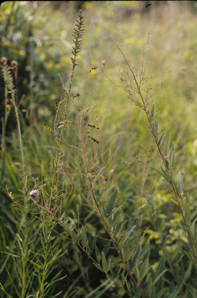 Desmodium canadense (showy tick-trefoil) (alternate view 6)