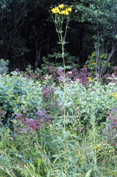 Coreopsis tripteris (Tall Coreopsis) (alternate view 6)