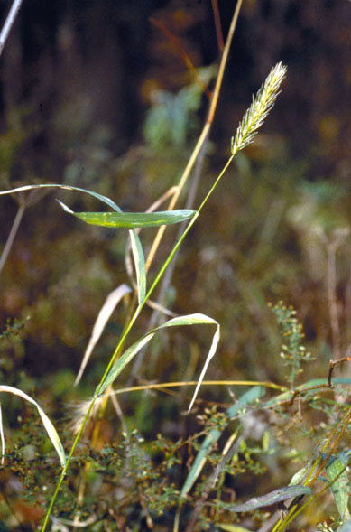 Elymus virginicus (Virginia wildrye) (alternate view 6)