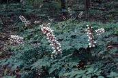Actaea pachypoda (White Baneberry) (alternate view 6)