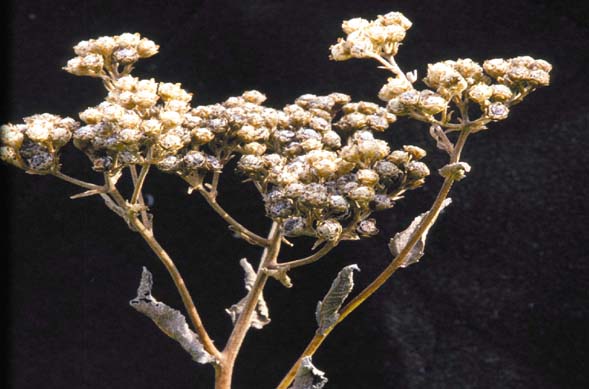 Solidago rigida (stiff-leaved goldenrod) (alternate view 6)