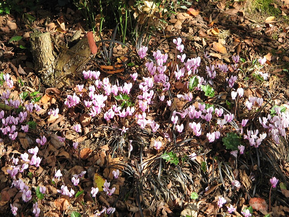Cyclamen hederifolium (ivy-leaved cyclamen) (alternate view 8)