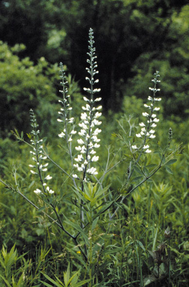 Baptisia alba var. macrophylla (Large-leaved White Wild Indigo)