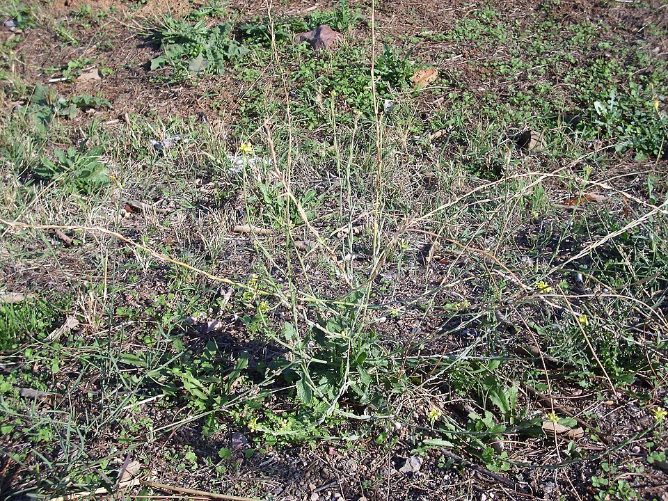 Hirschfeldia incana (Shortpod Mustard)