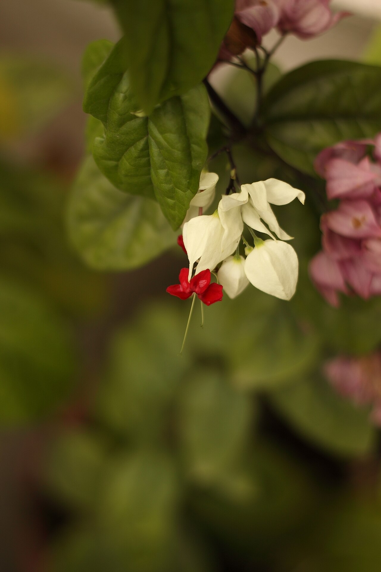Clerodendrum thomsoniae, Bleeding-heart vine — climbing semi-evergreen (Lamiaceae) (image 3 of 10)