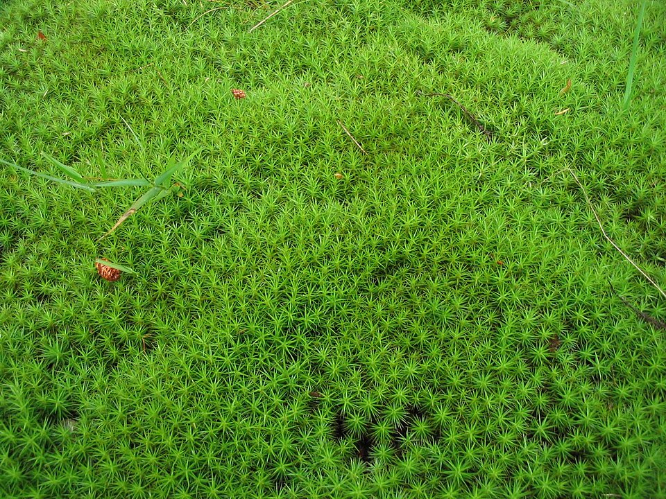 Polytrichum formosum (Bank Haircap Moss)