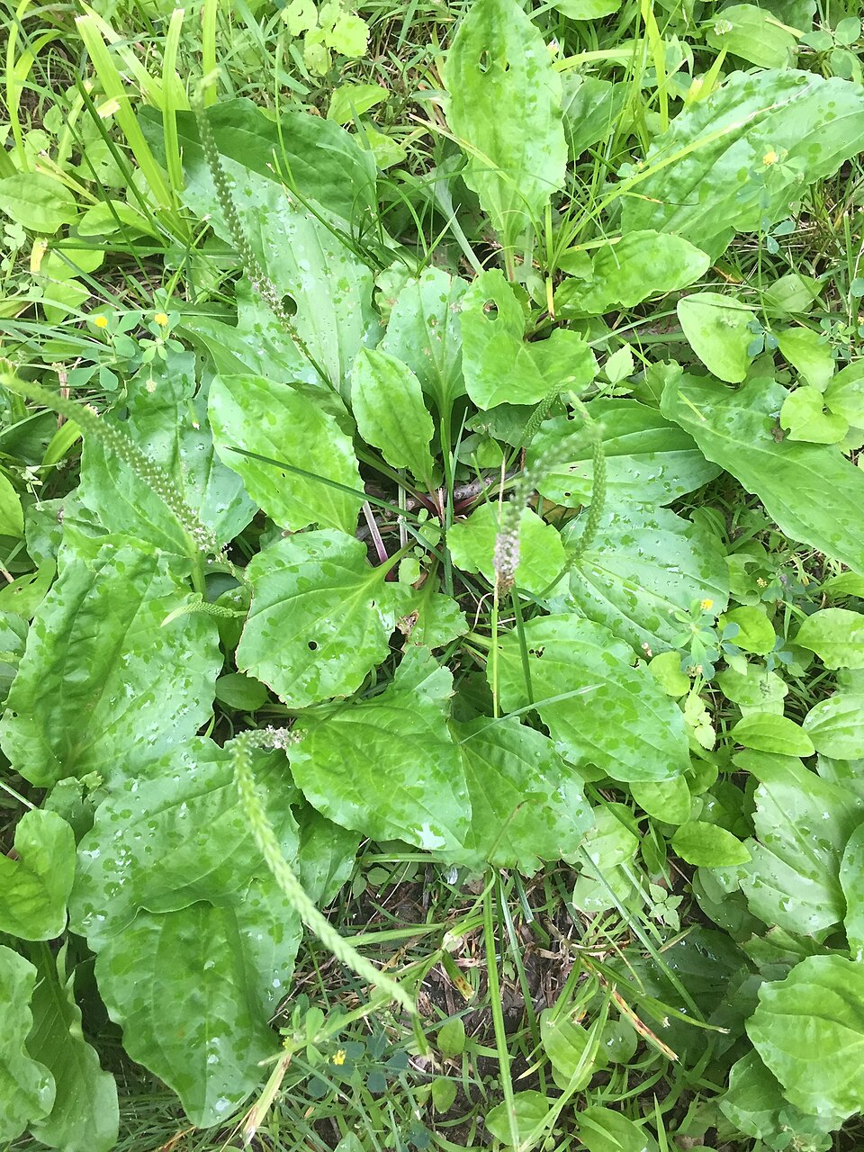 Plantago rugelii (American plantain) (alternate view 2)