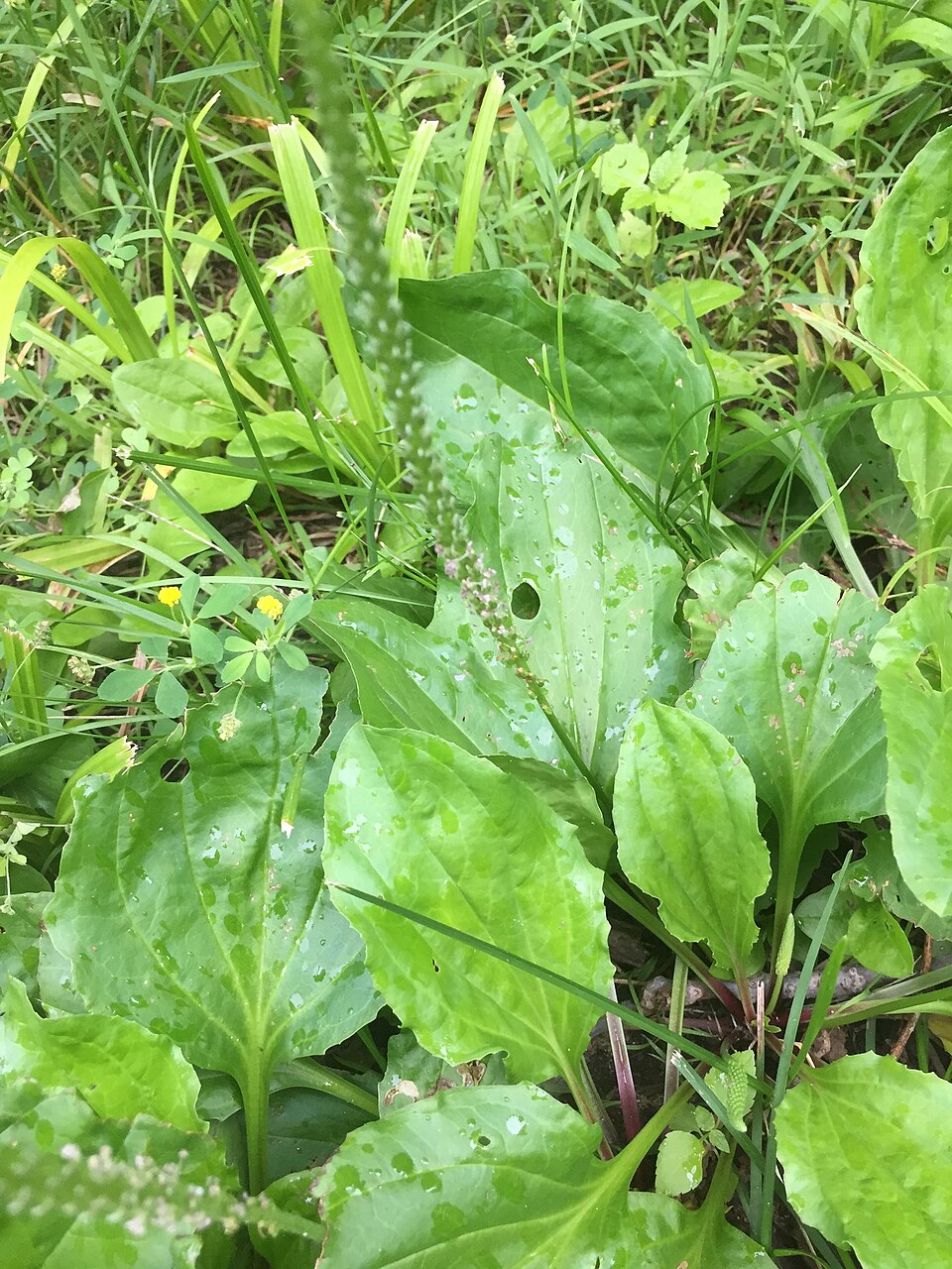 Plantago rugelii (American plantain) (alternate view 3)