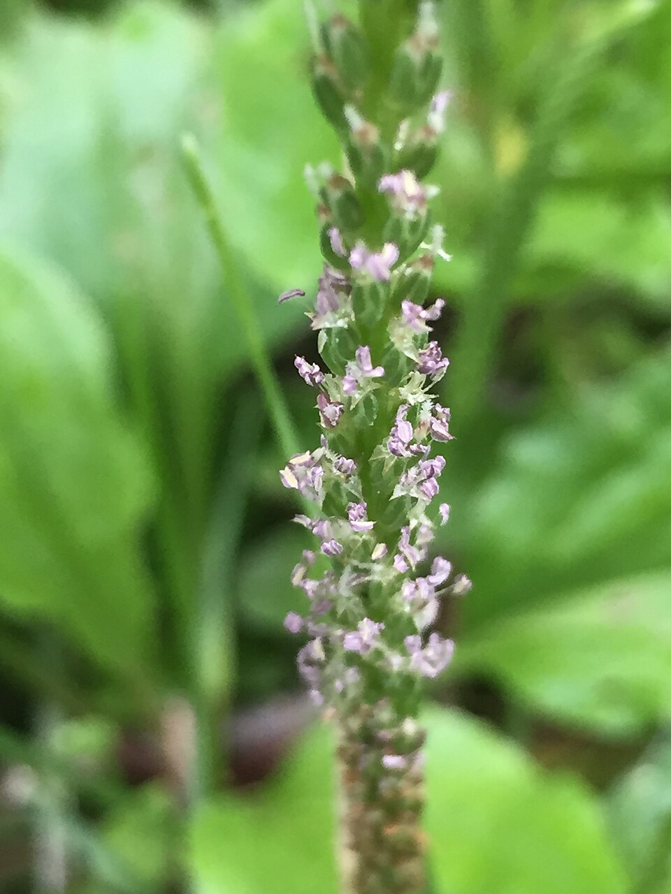 Plantago rugelii (American plantain) (alternate view 4)