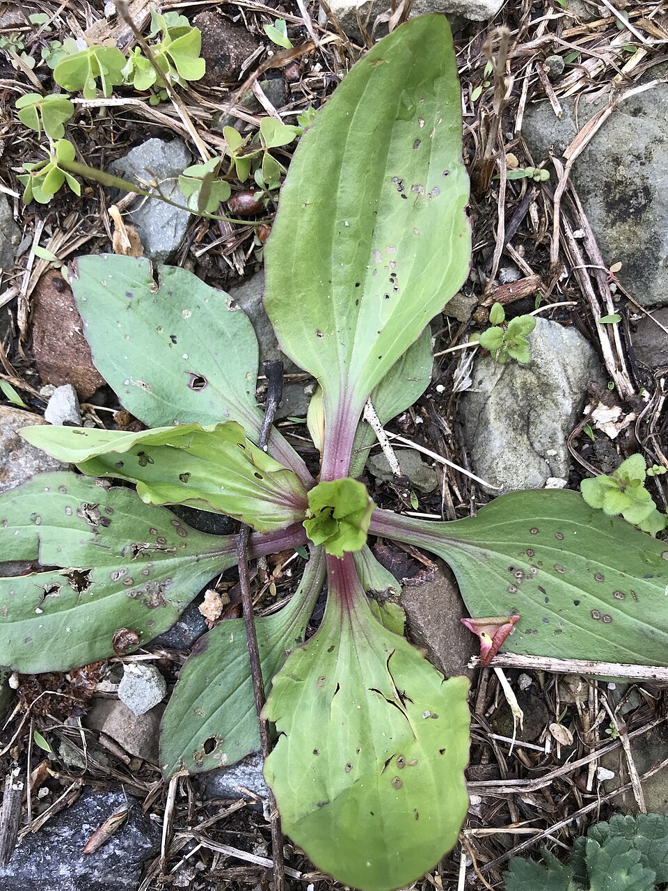Plantago rugelii (American plantain) (alternate view 5)