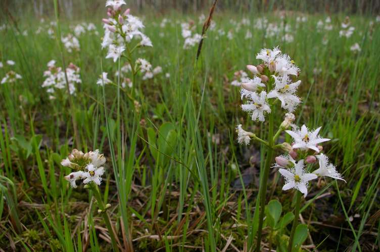 Menyanthes trifoliata (Bogbean)